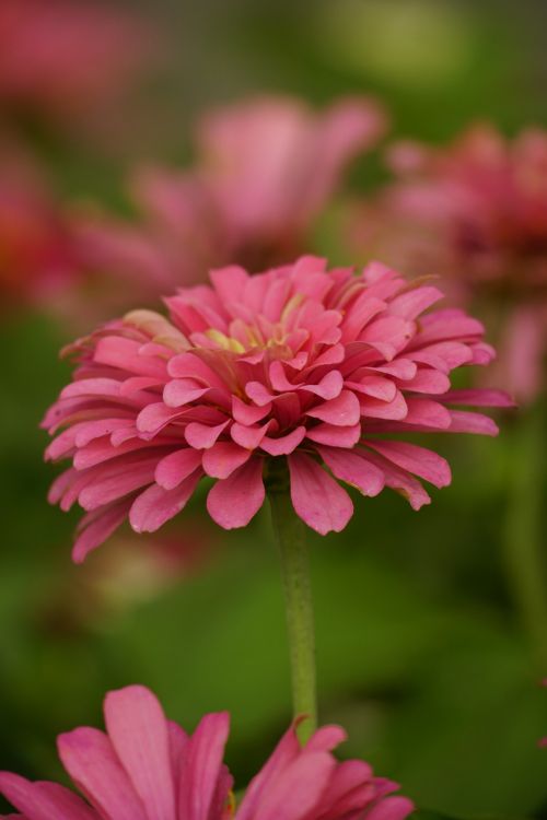 Free Delicate pink zinnia in full bloom, showcasing vibrant petals against a blurred garden background. Stock Photo
