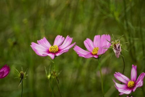 Free Close-up of beautiful pink cosmos flowers with yellow centers in a lush green setting, capturing nature's delicate beauty. Stock Photo