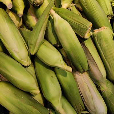 Fresh corn in green husks — Calwin Veigas on Pexels