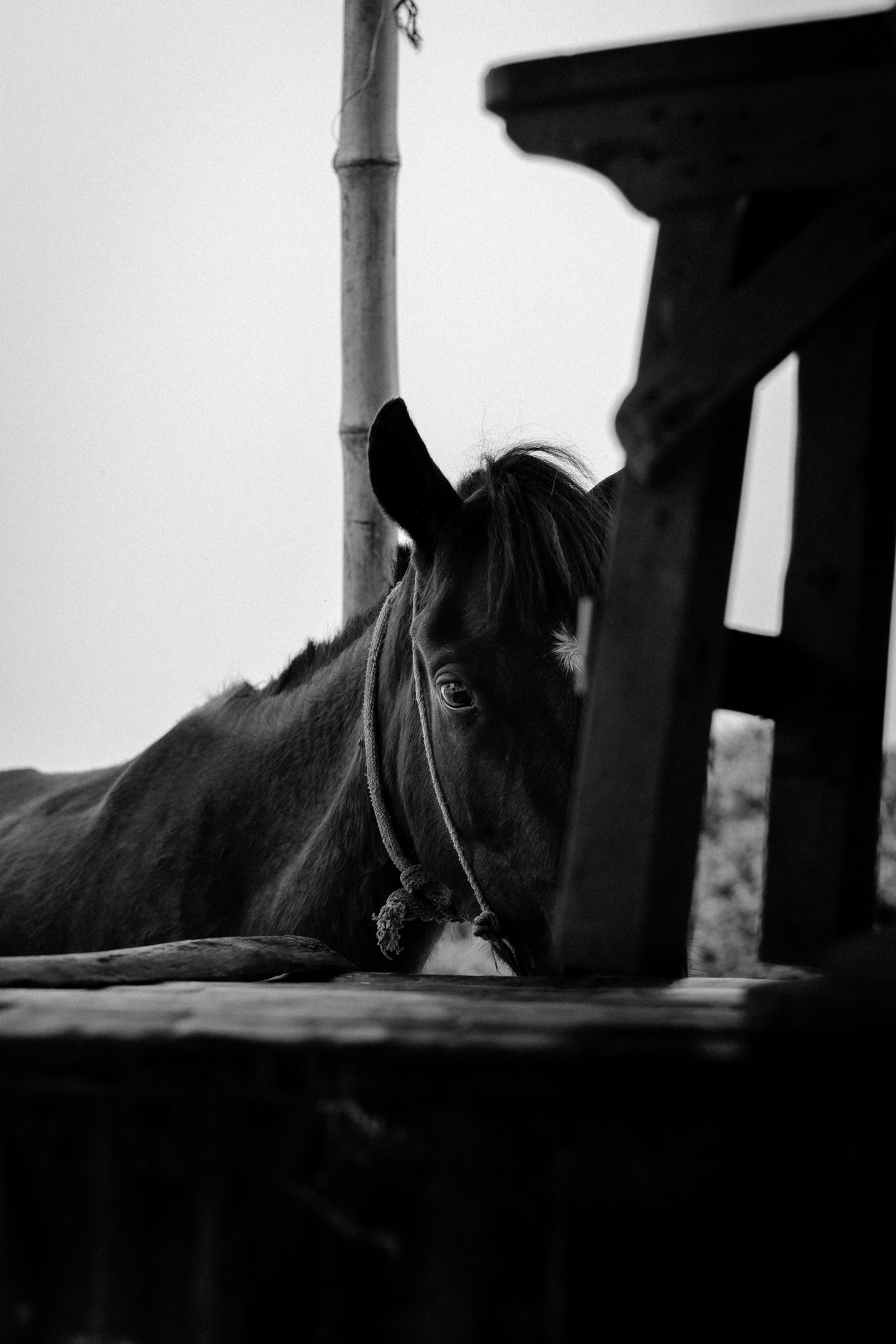 Black and White Shot of a Horse · Free Stock Photo