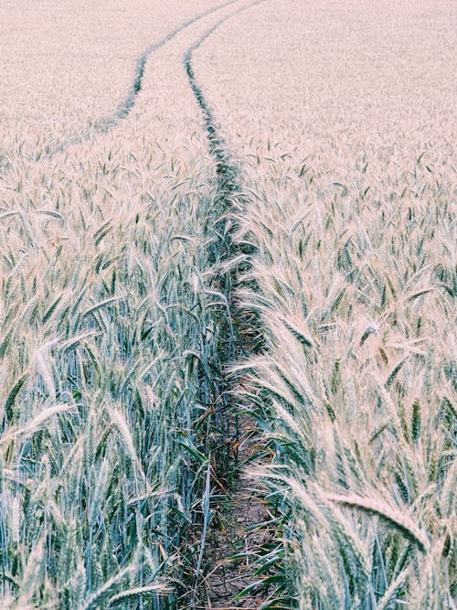 A path in a field of wheat
