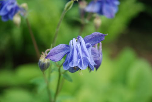 Free stock photo of blue, flower, garden