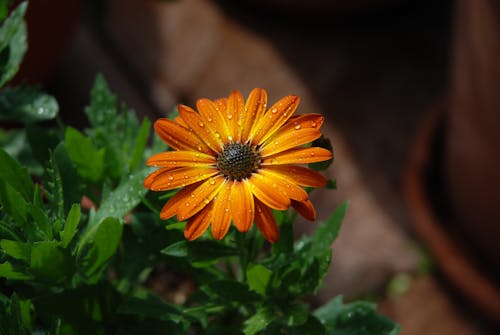 Free stock photo of flower, garden, green