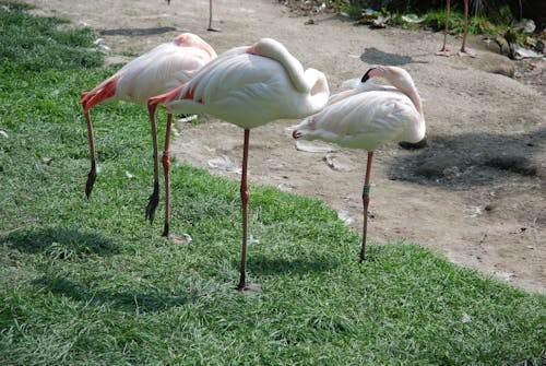 Free stock photo of flamingo, green, nature