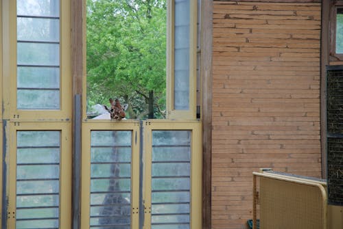 Free stock photo of door, giraffe, green