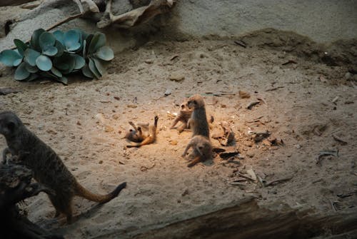 Free stock photo of meerkat, sand