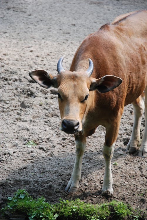 A brown cow standing in a dirt field