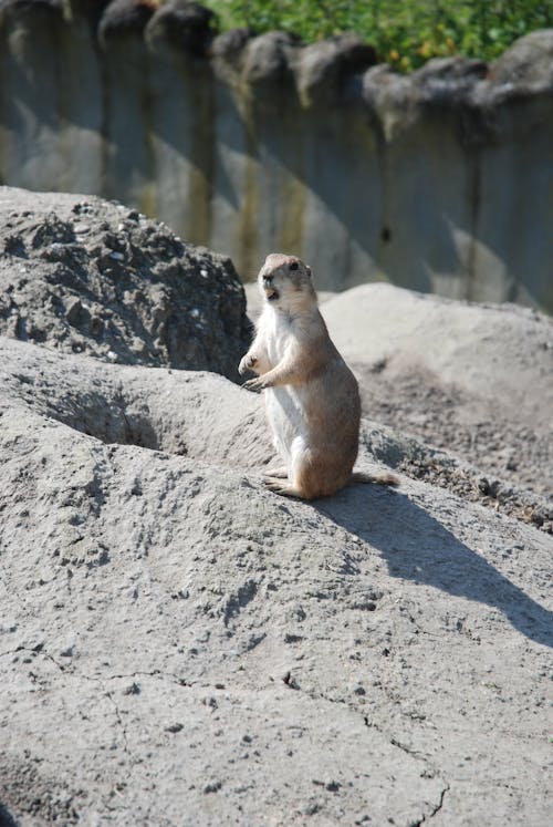A small ground squirrel sitting on top of a rock