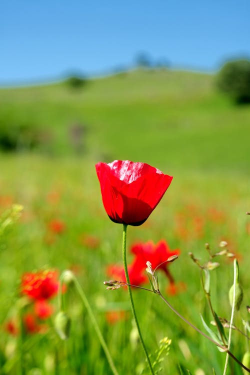 A red poppy in a field of green grass