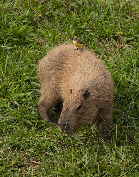 Free stock photo of animal, capybara, nature lover