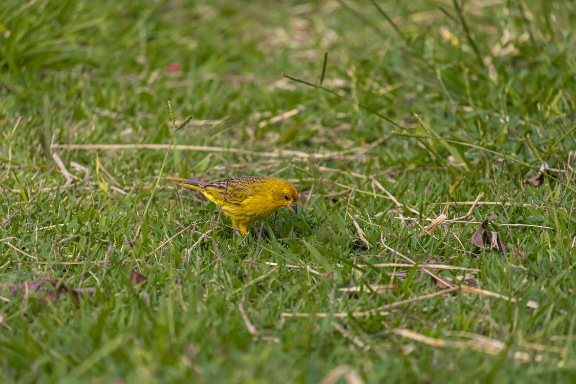 A small yellow bird is standing in the grass
