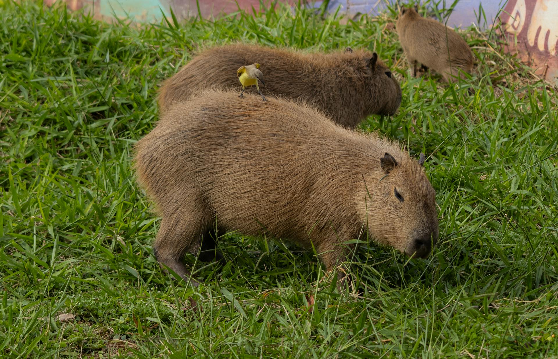 Capybaras grazing in Brasília park with a bird perched on one, captured in natural habitat.