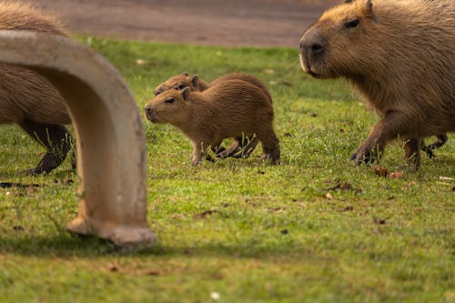 Free stock photo of animal, capybara, nature lover