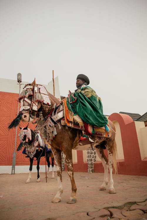 Бесплатное стоковое фото с бедуин, верблюд, Взрослый