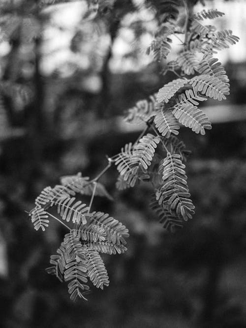 Black and white photograph of a plant with leaves