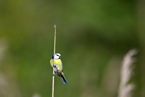 Fotos de stock gratuitas de pájaro, pájaro cantor
