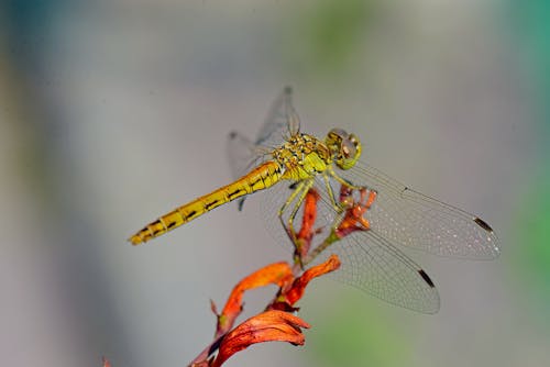 Δωρεάν στοκ φωτογραφιών με heidelibelle, διαδώστε φτερά, έντομο