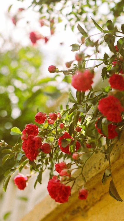 A close up of red flowers on a wall