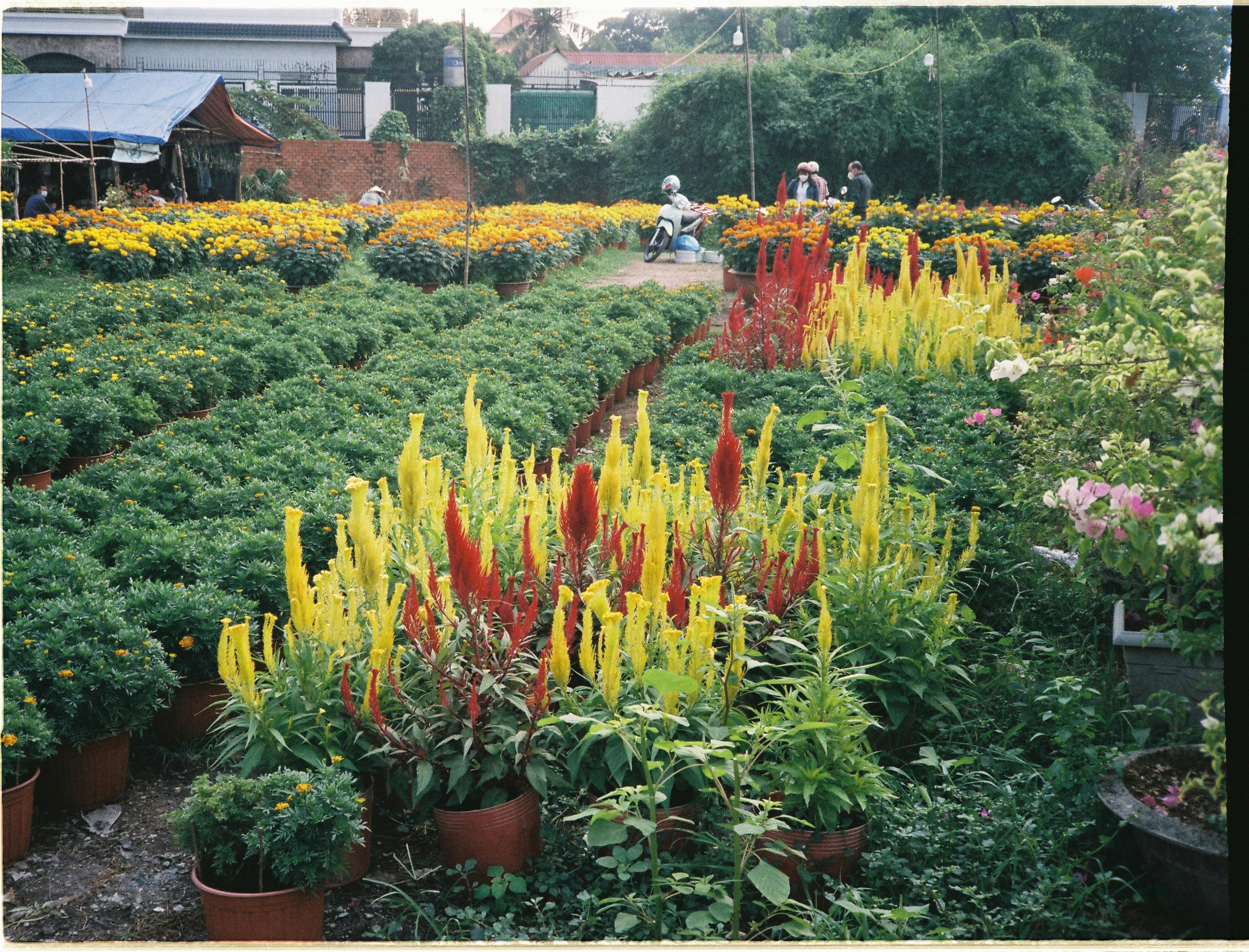 view of potted plants at a plant nursery