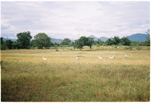 A field with grass and birds in it