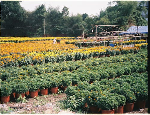 A field of flowers with many pots of flowers