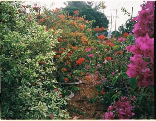 A garden with many different flowers and bushes