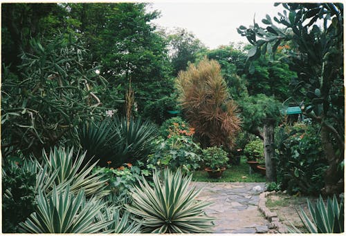 A garden with plants and trees in the background