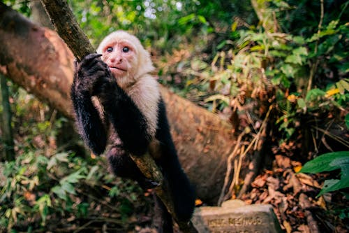 カプチン, サル, ジャングルの無料の写真素材