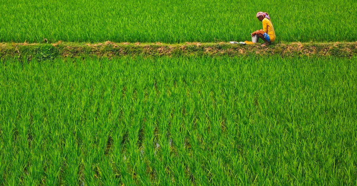 Crop Insurance 2026: Is Your Farm Loss Covered?