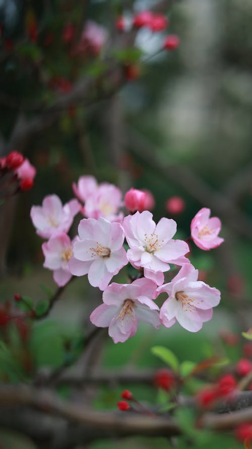 A pink flower with red berries on it