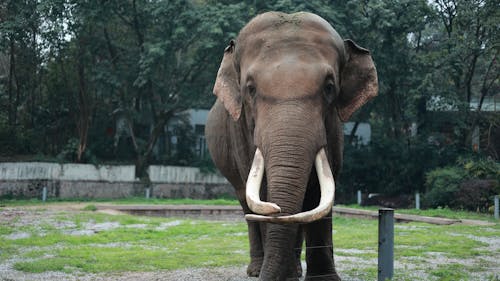 An elephant with tusks standing in a grassy area