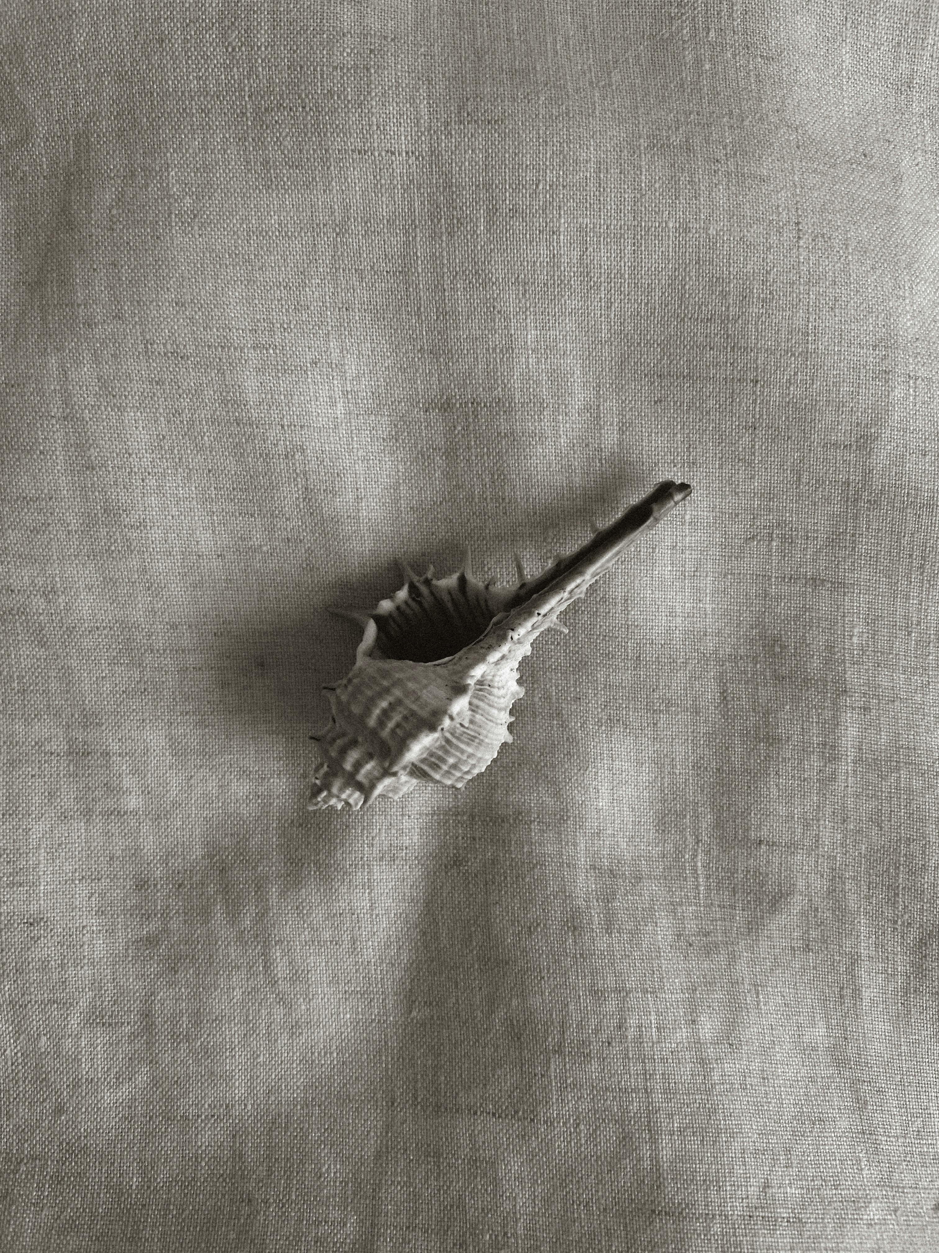 A detailed seashell resting on a textured linen fabric, with a minimalist aesthetic.
