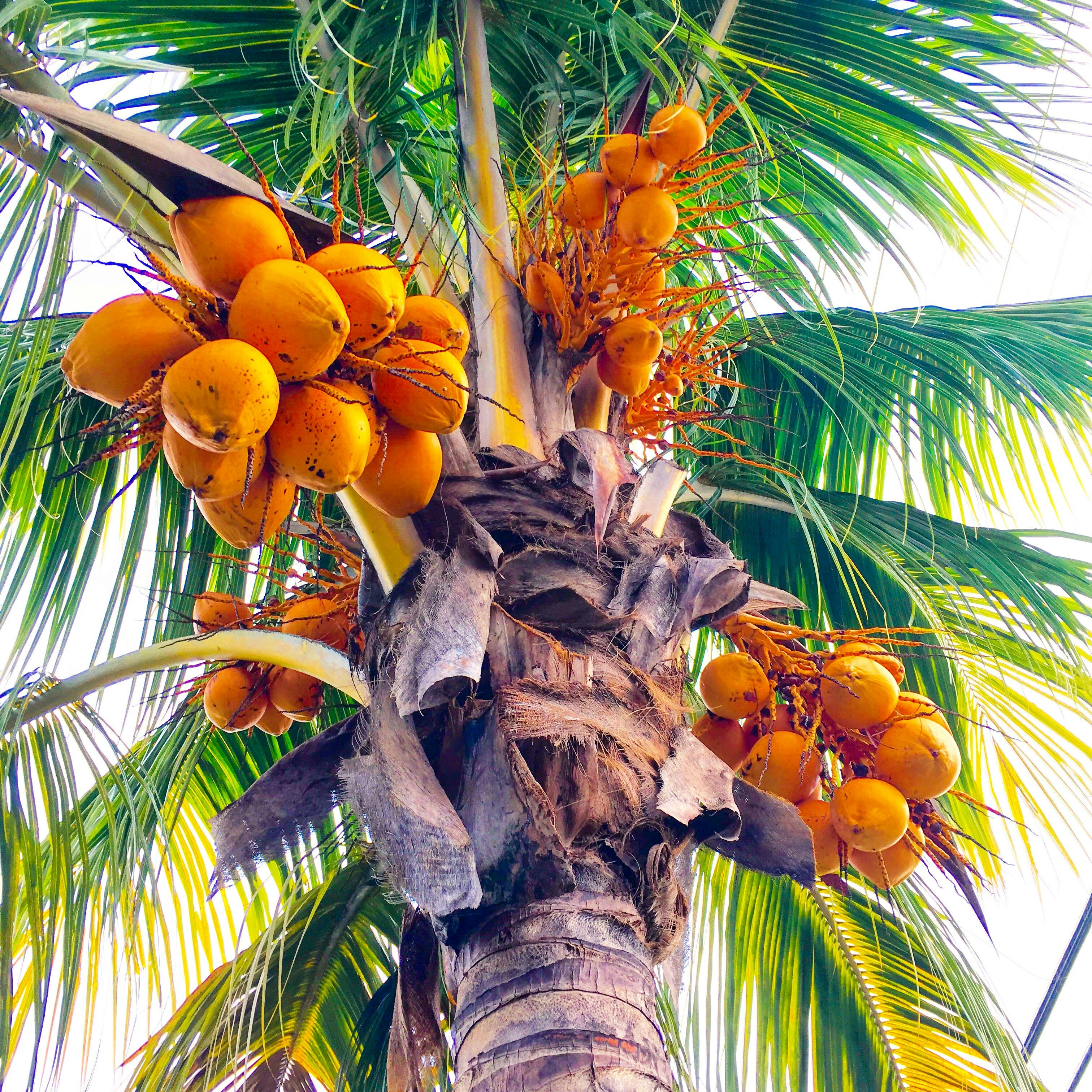 Free Stock Photo Of Coconut Coconut Tree Coconut Trees   Pexels Photo 240330 