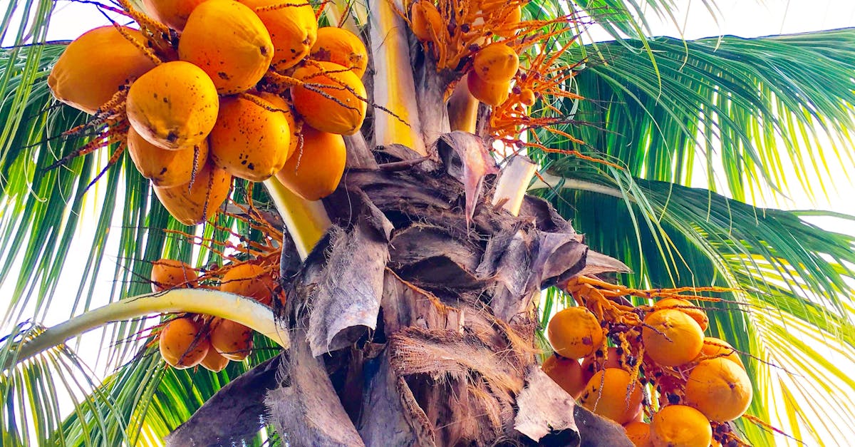 Free stock photo of coconut, coconut tree, coconut trees