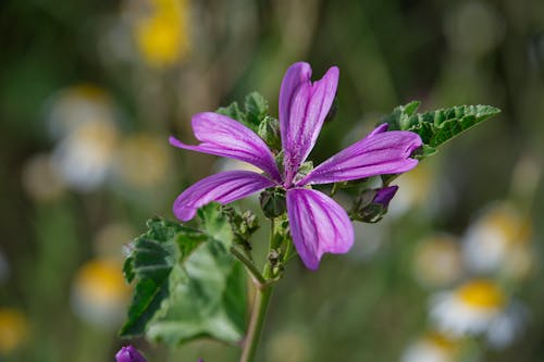 A purple flower with white daisies in the background