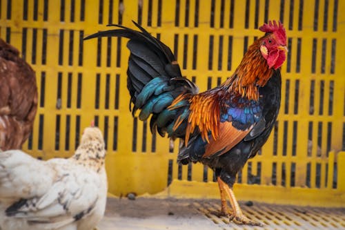 Rooster and chickens in a cage