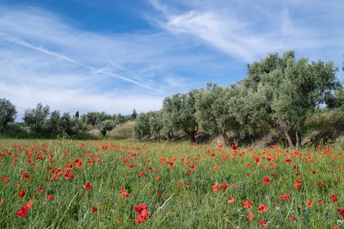 A field of red poppies with olive trees in the background