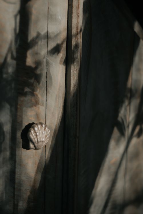 Shell With Shadow Shell and Shadow of Tree on Wall · Free Stock Photo