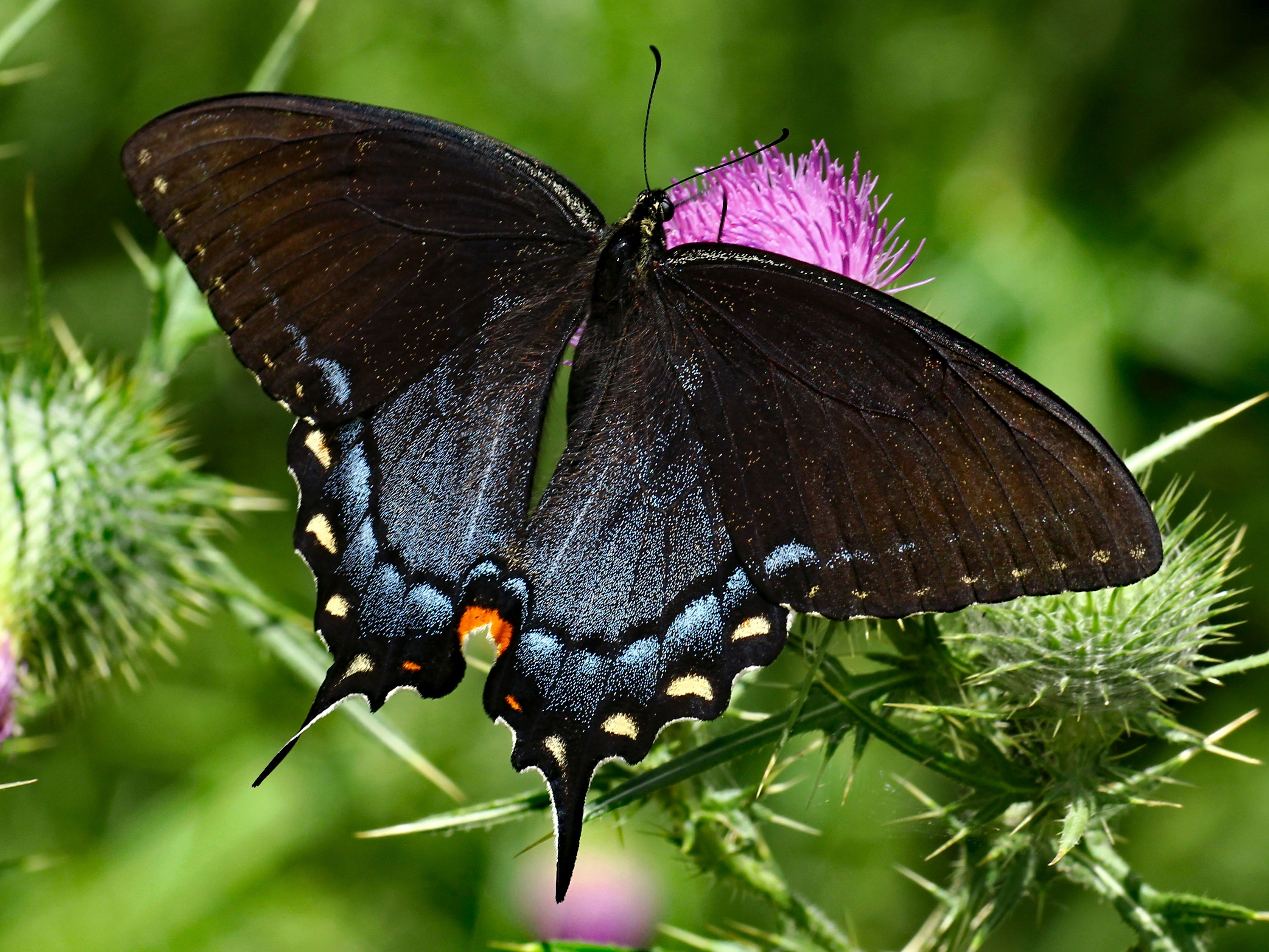 Tiger Swallowtail (Papilio glaucus) female, dark color form · Free ...