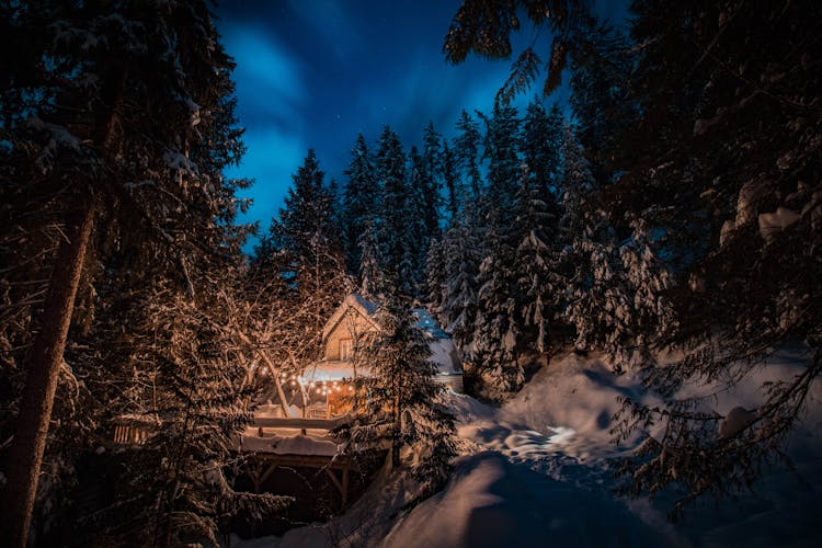 View Of Icy Pine Trees And Barn House At Night 