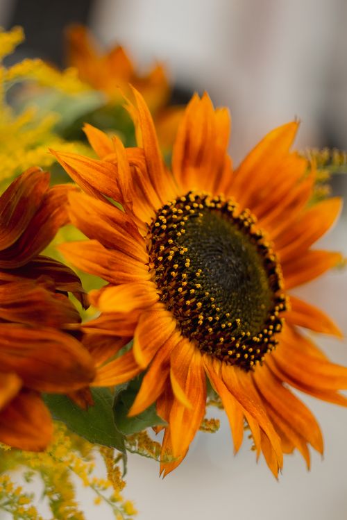 Free Detailed close-up of a vibrant sunflower in full bloom with orange petals and green leaves. Stock Photo