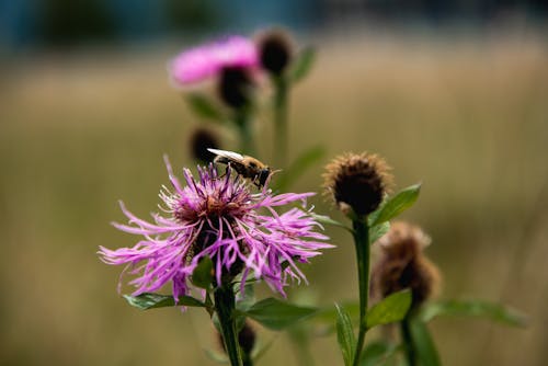 Photos gratuites de abeille, brouiller, chardon