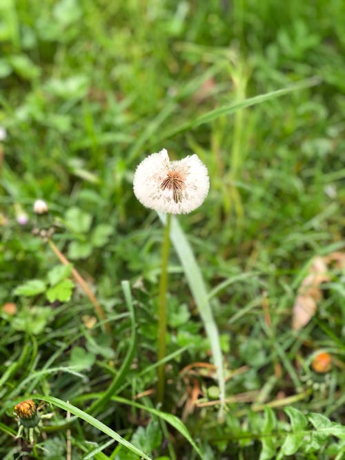 Fotobanka s bezplatnými fotkami na tému kvet, lístie, svetlo zelená