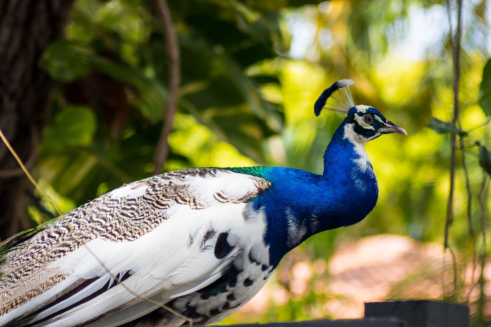 Selective Focus of Peacock