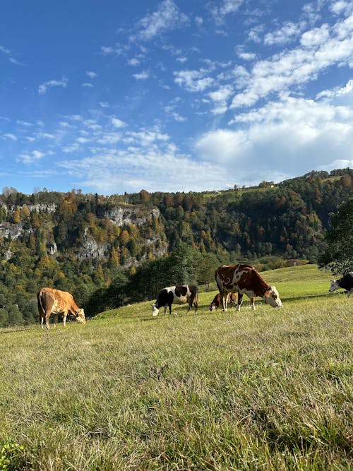 Imagine de stoc gratuită din agricultură, animale domestice, apus de soare peisaj