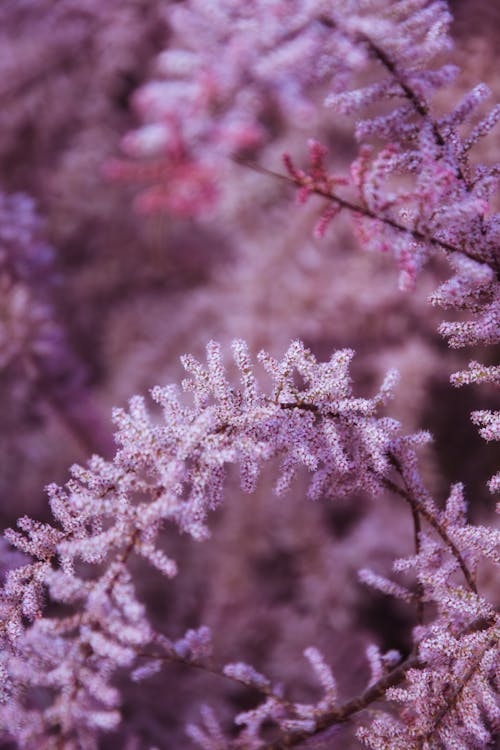 A close up of a purple plant with frost on it