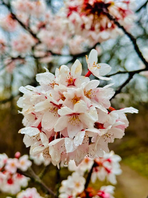A close up of a cherry blossom tree
