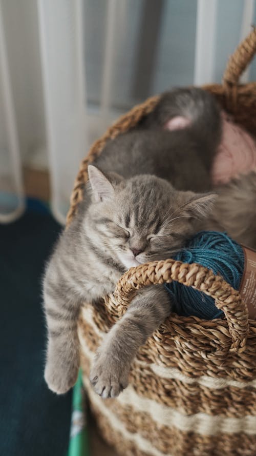 A gray kitten sleeping in a basket with yarn