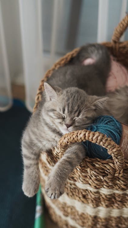 =^_^= Котики =^_^= - Страница 34 Free-photo-of-a-gray-kitten-sleeping-in-a-basket-with-yarn