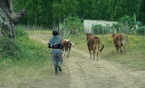 A man walking down a dirt road with cows